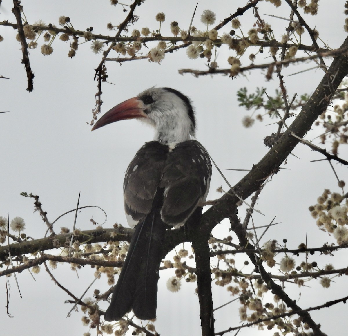Tanzanian Red-billed Hornbill - ML638772671