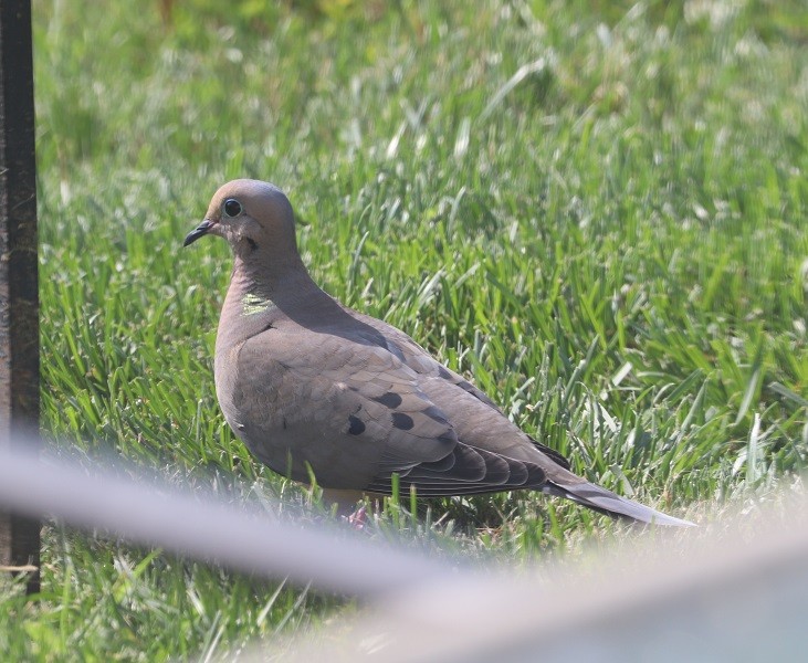 Mourning Dove - ML638772672