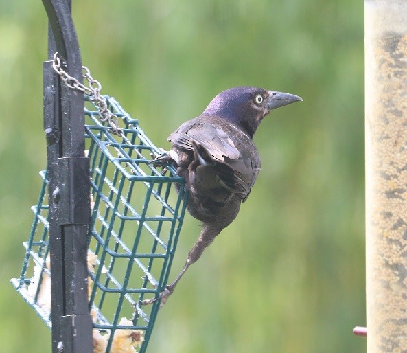 Common Grackle - ML638772707