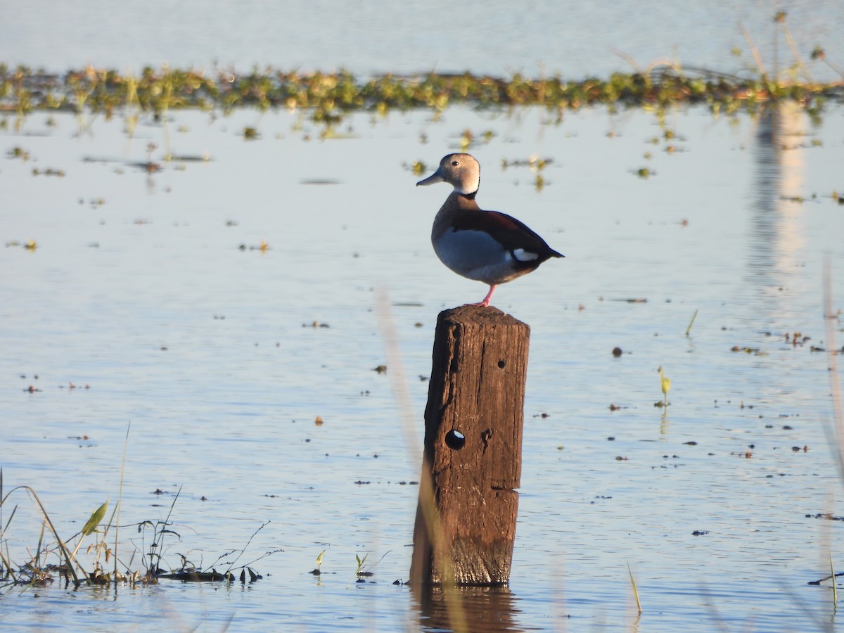 Ringed Teal - ML638772708