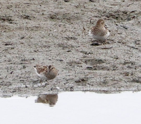 Least Sandpiper - ML638772734