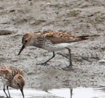 Western Sandpiper - ML638772742
