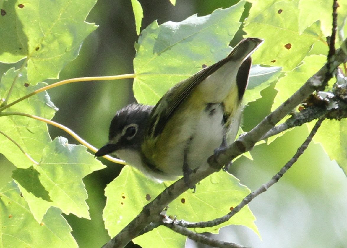 Mavi Başlı Vireo - ML638772744