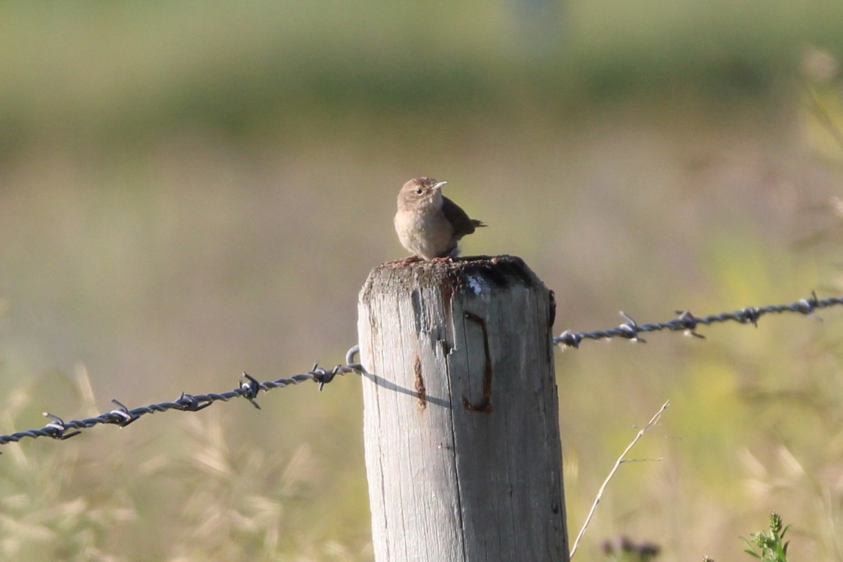 Northern House Wren - ML638772747