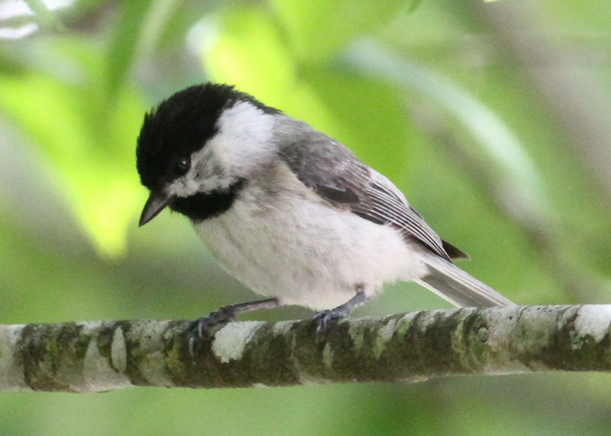 Carolina Chickadee - ML638772753