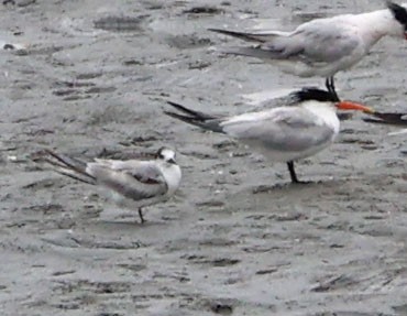 Common Tern - ML638772758