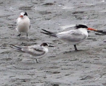 Common Tern - ML638772759