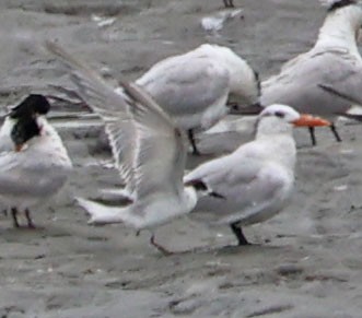 Common Tern - ML638772761