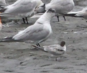 Common Tern - ML638772762
