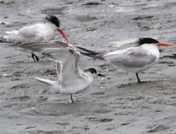 Common Tern - ML638772764
