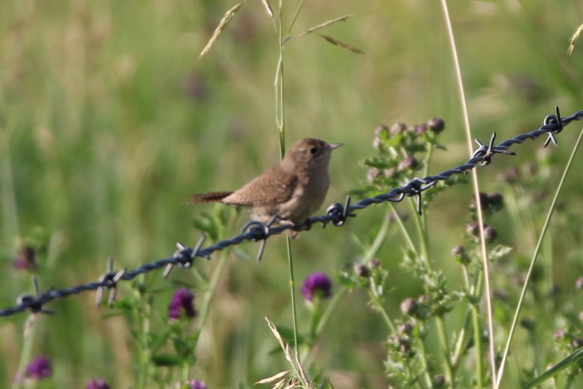 Northern House Wren - ML638772771