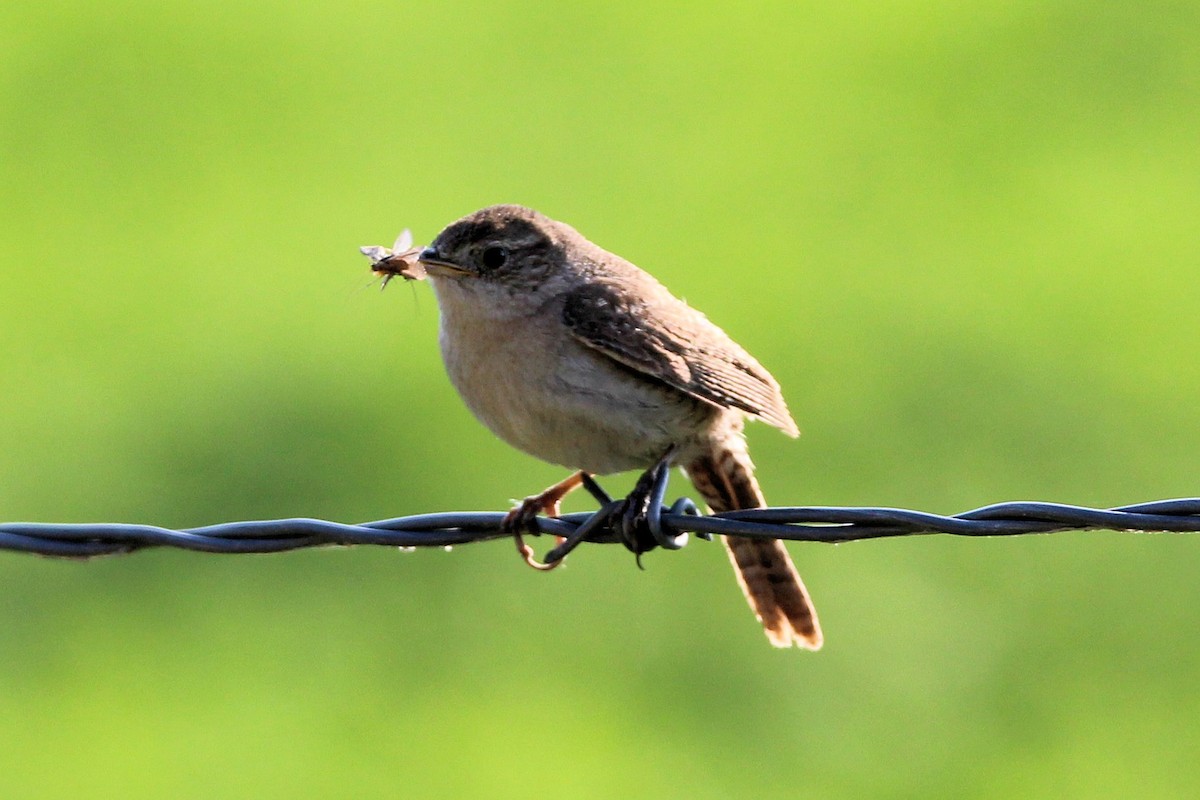 Northern House Wren - ML638772789
