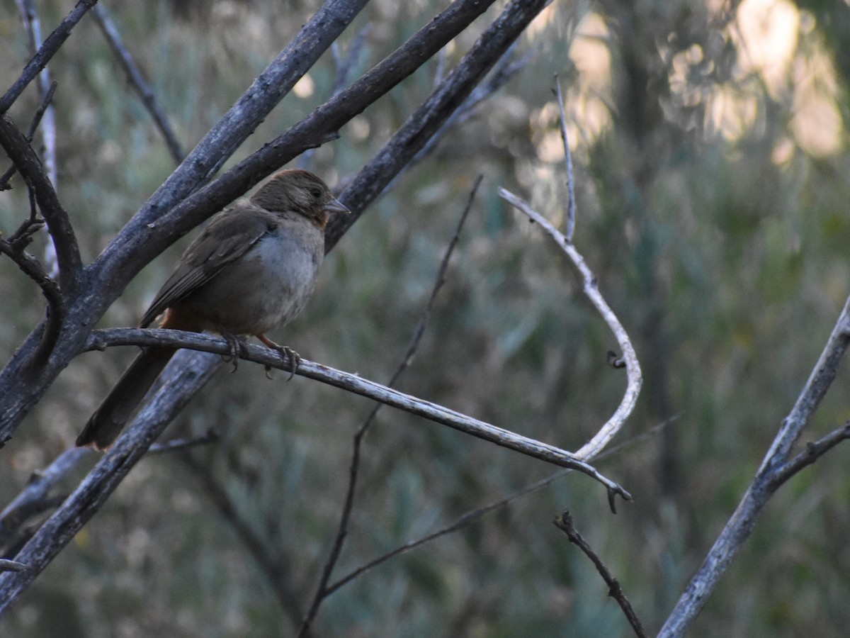 California Towhee - ML638772831