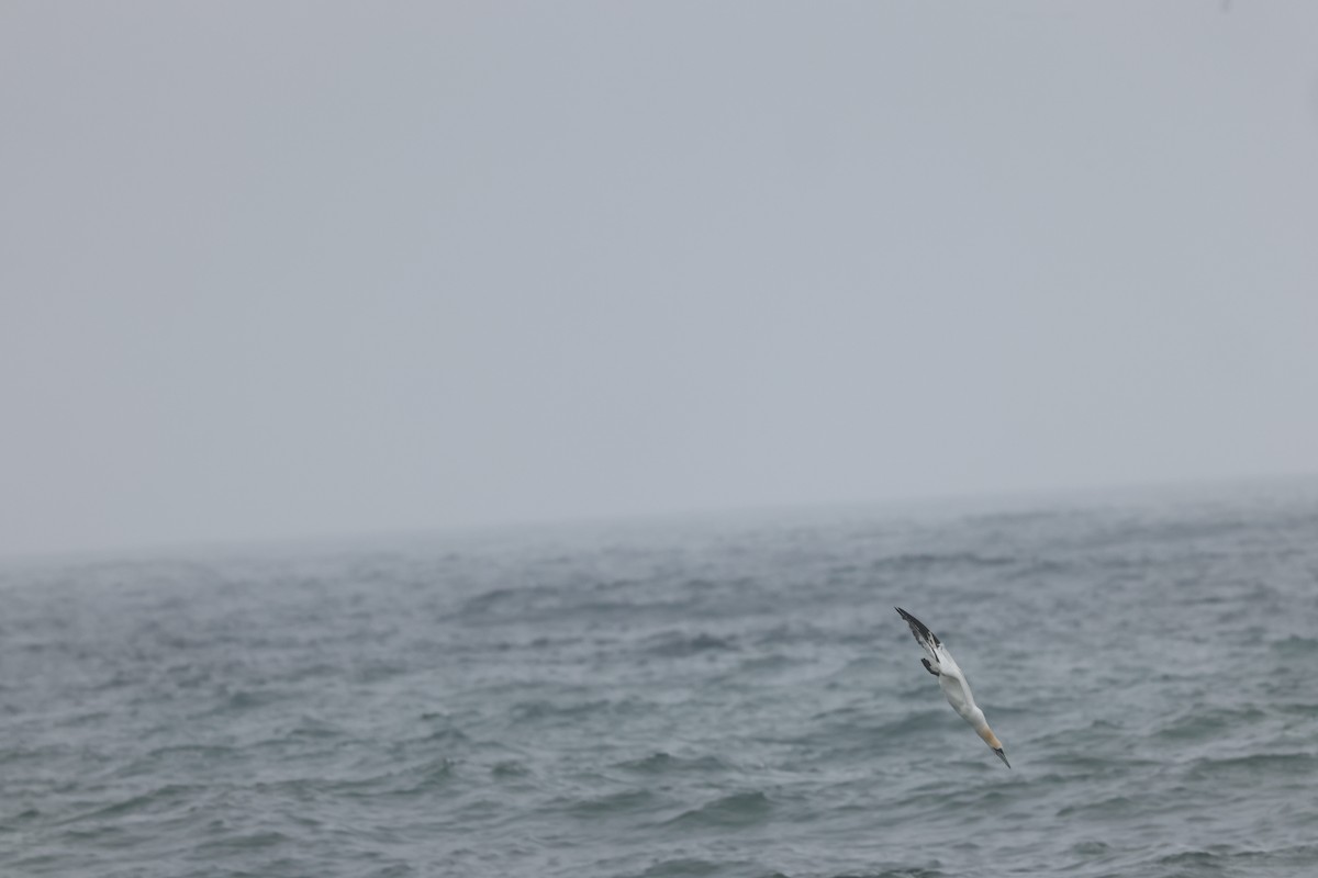 Northern Gannet - ML638772856