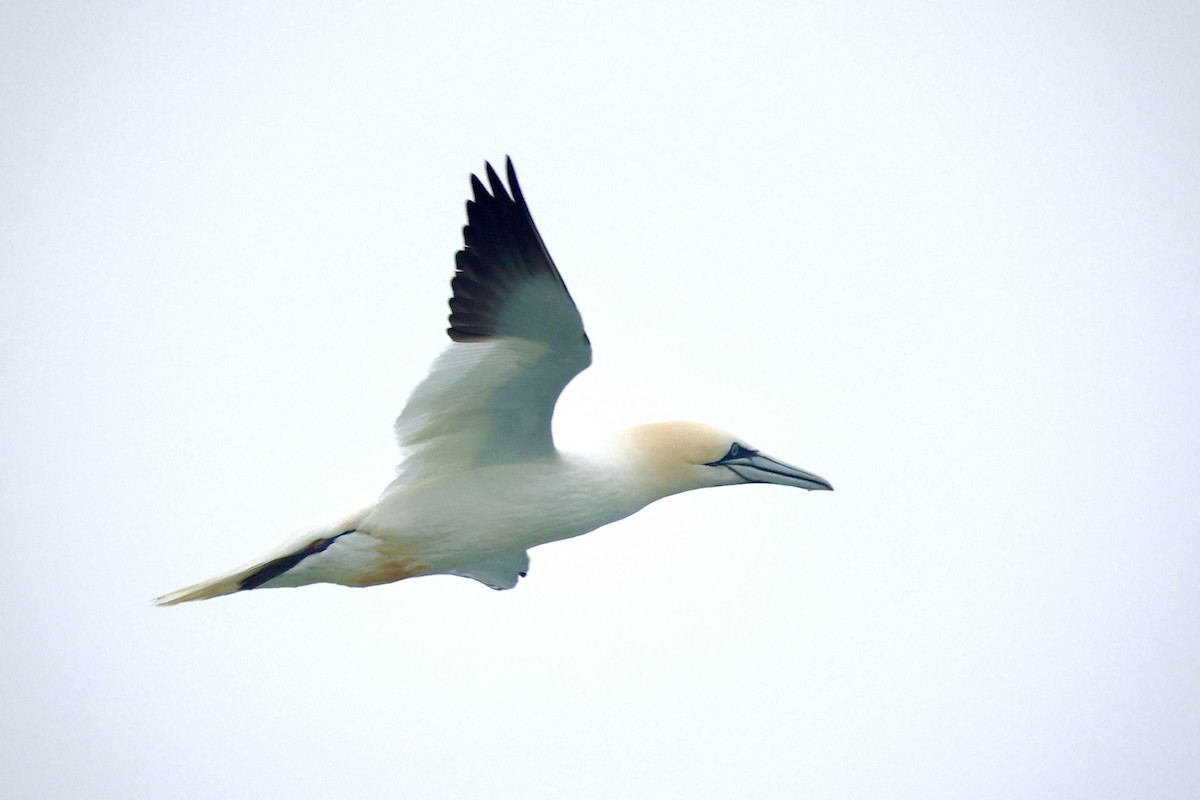 Northern Gannet - ML638772857