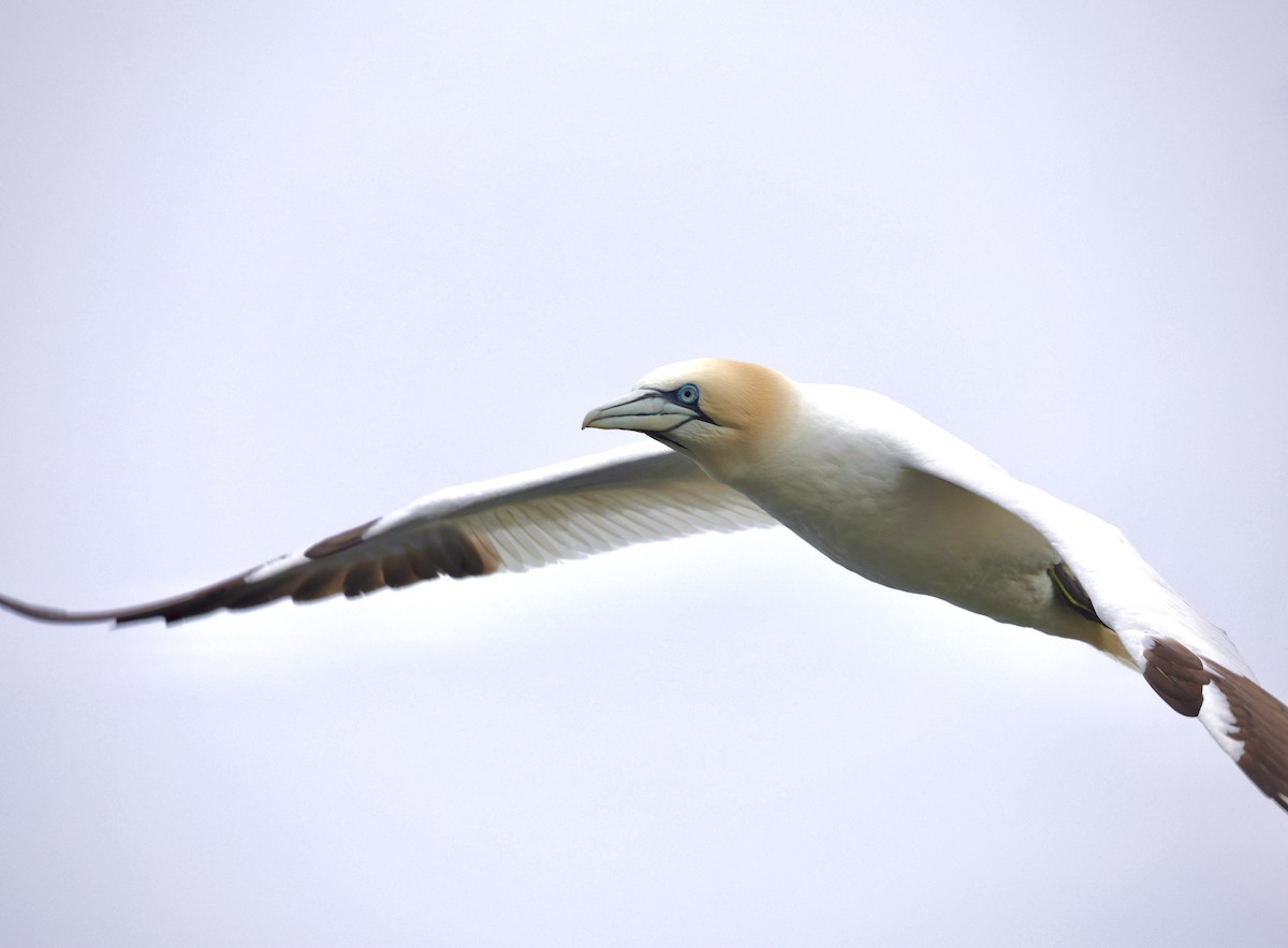 Northern Gannet - ML638772858