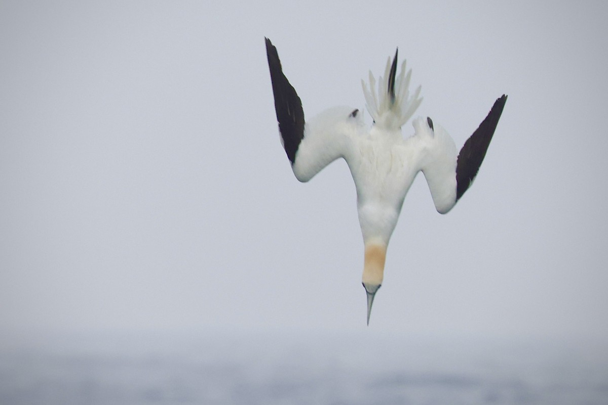Northern Gannet - ML638772860