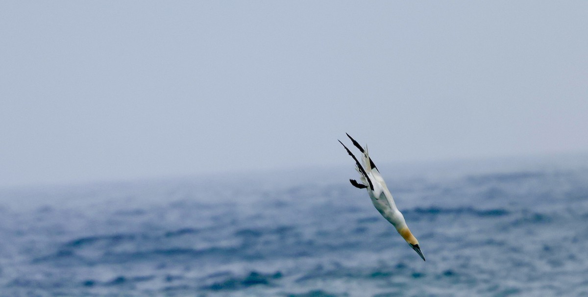 Northern Gannet - ML638772861