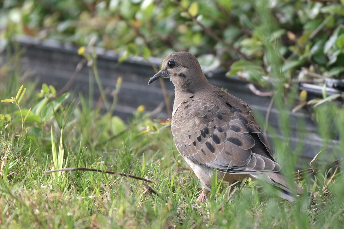 Mourning Dove - ML638772873