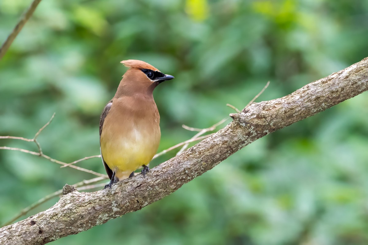 Cedar Waxwing - ML638772886