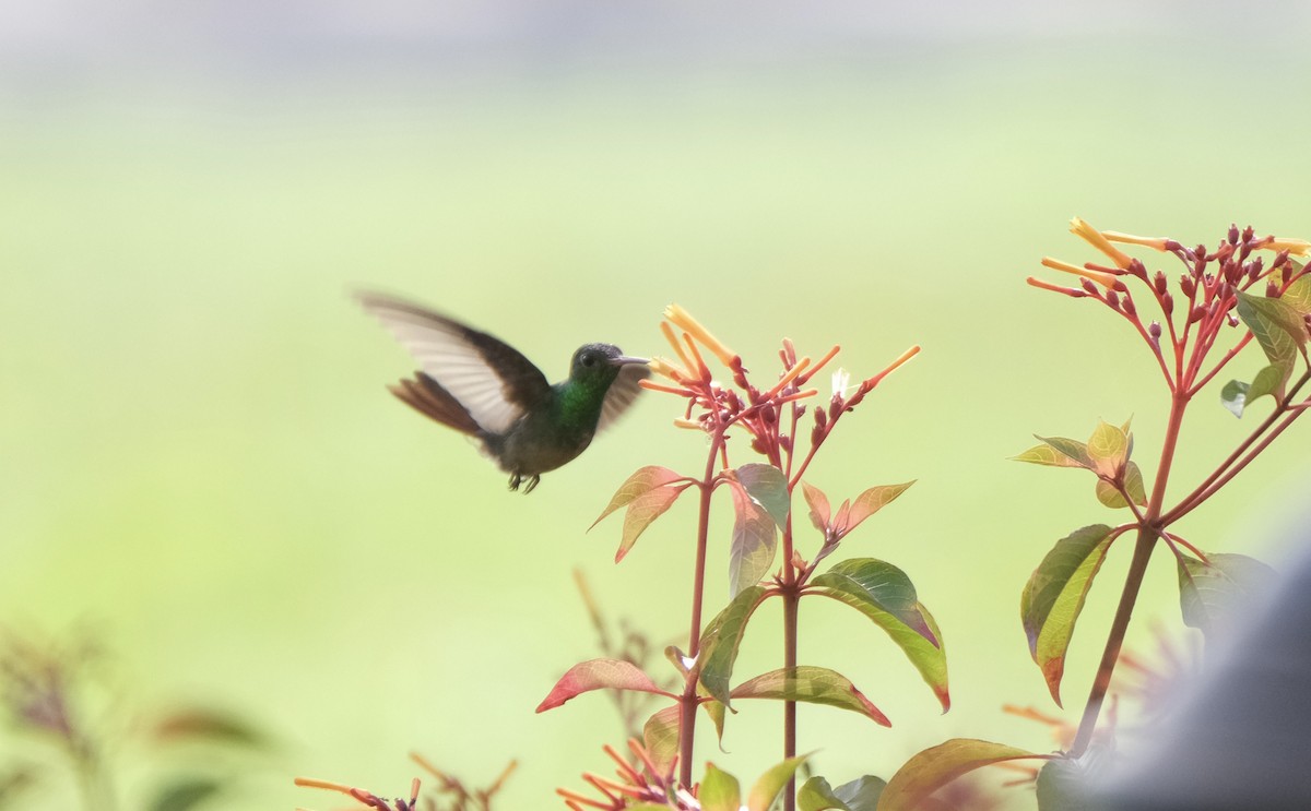 Buff-bellied Hummingbird - ML638772911