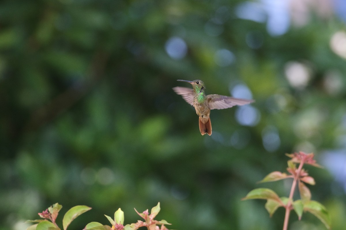 Buff-bellied Hummingbird - ML638772921