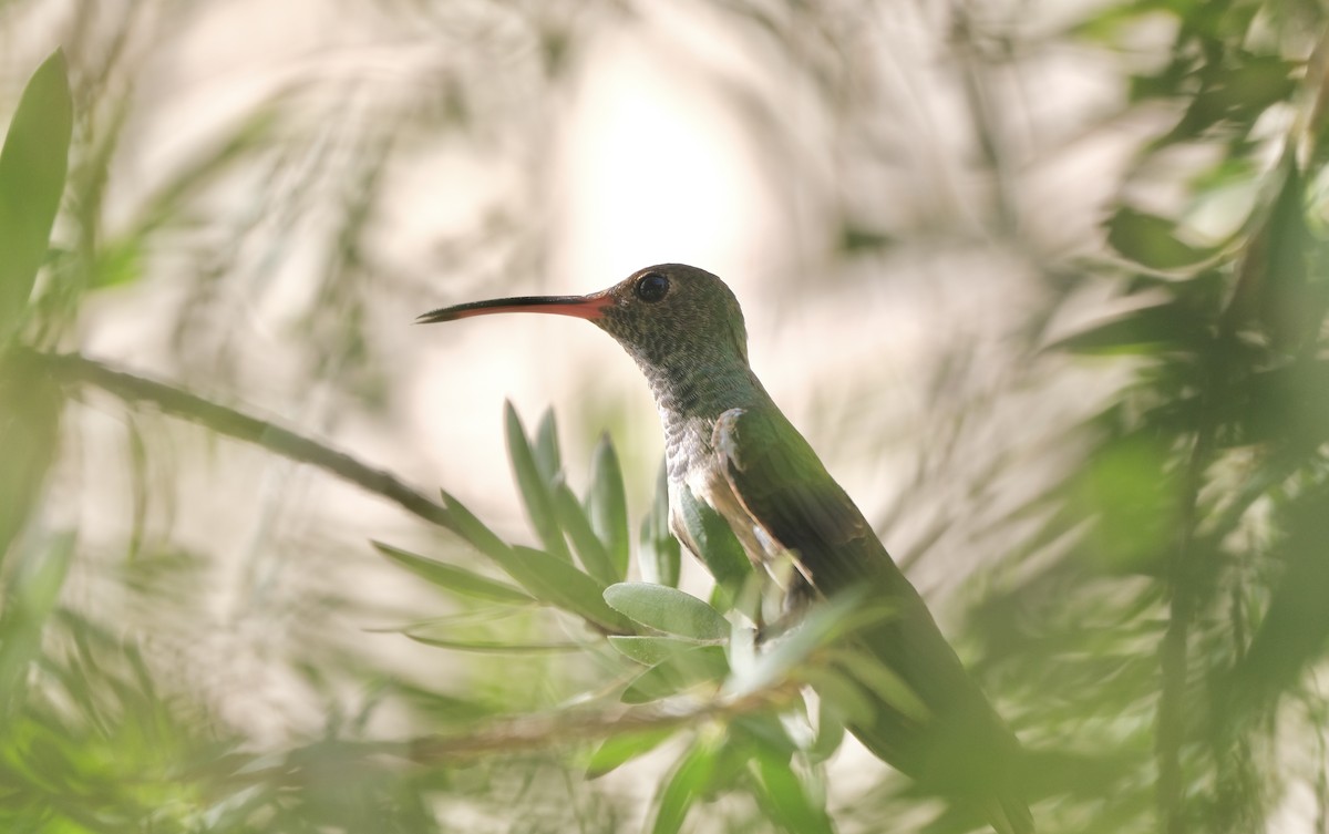 Buff-bellied Hummingbird - ML638772925
