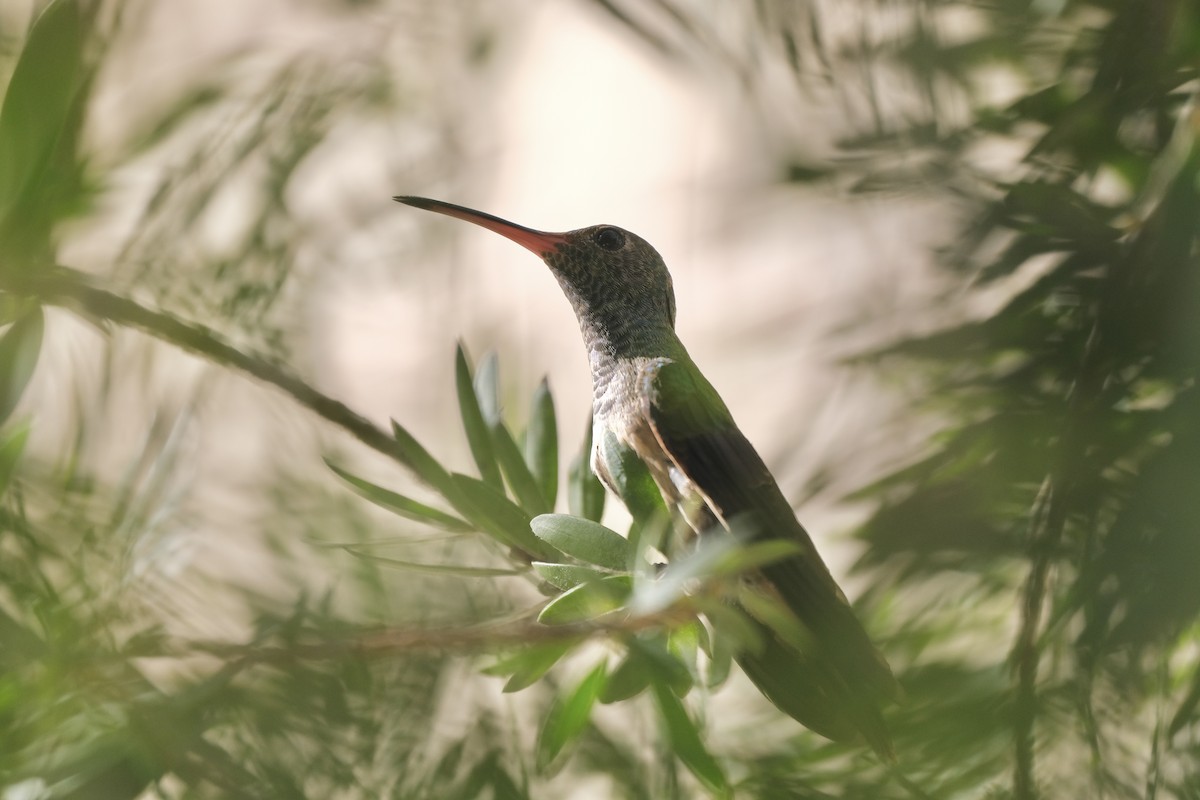 Buff-bellied Hummingbird - ML638772926