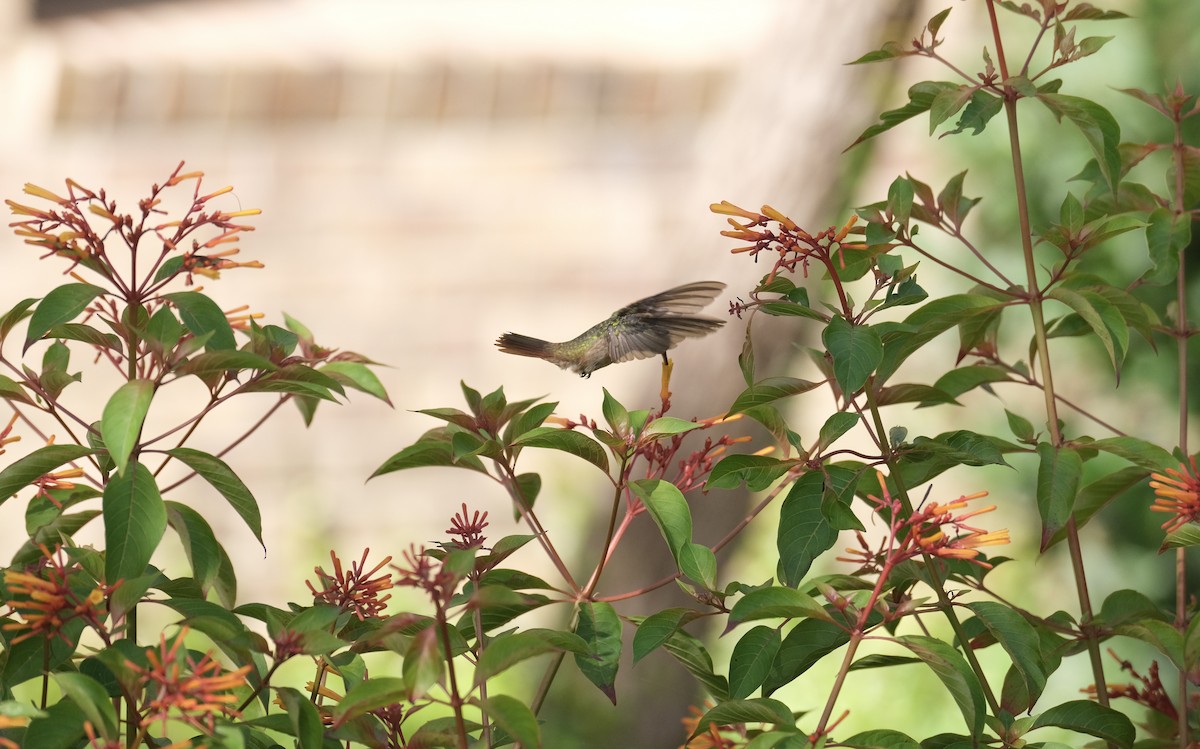 Buff-bellied Hummingbird - ML638772927