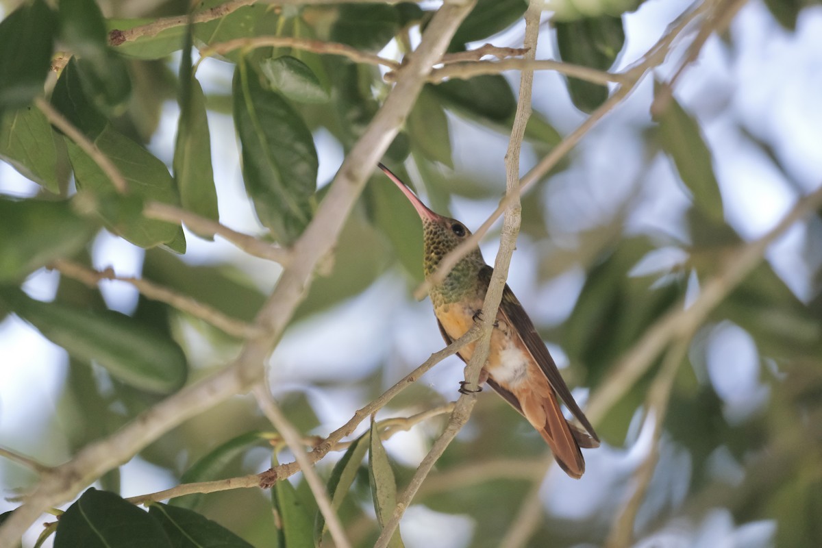 Buff-bellied Hummingbird - ML638772928
