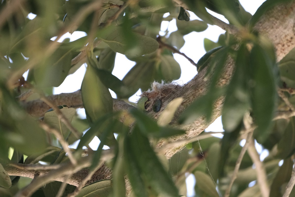 Buff-bellied Hummingbird - ML638772929
