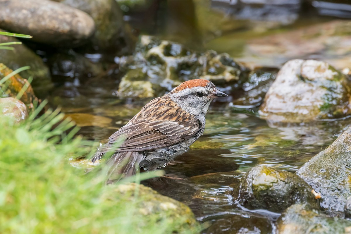 Chipping Sparrow - ML638772930