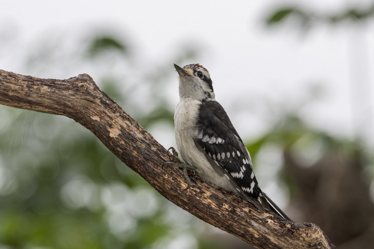 Downy Woodpecker - ML638772931