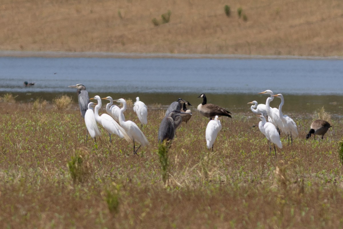 Great Egret - ML638772969