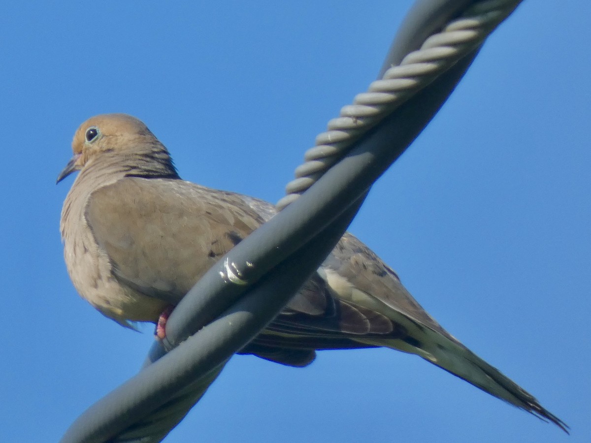 Mourning Dove - ML638773018