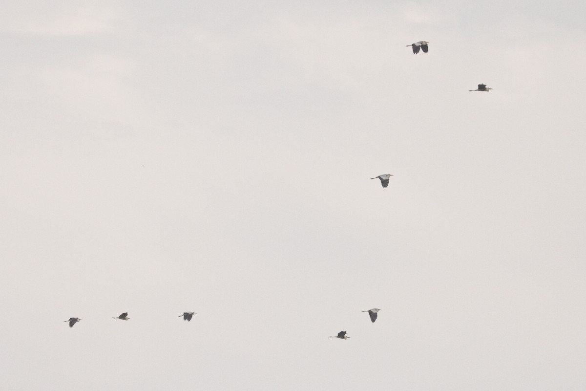 Gray Heron - ML638773051