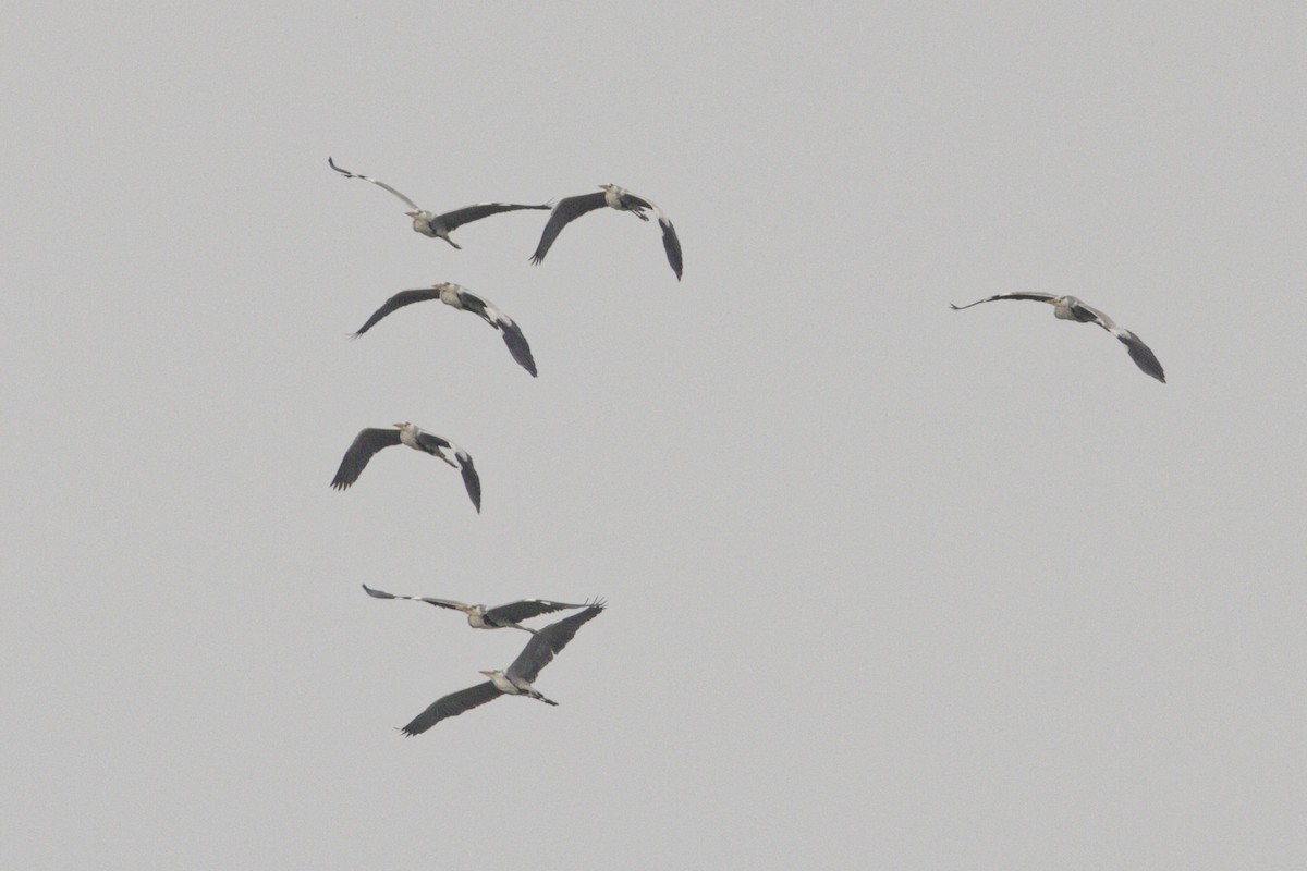 Gray Heron - ML638773053