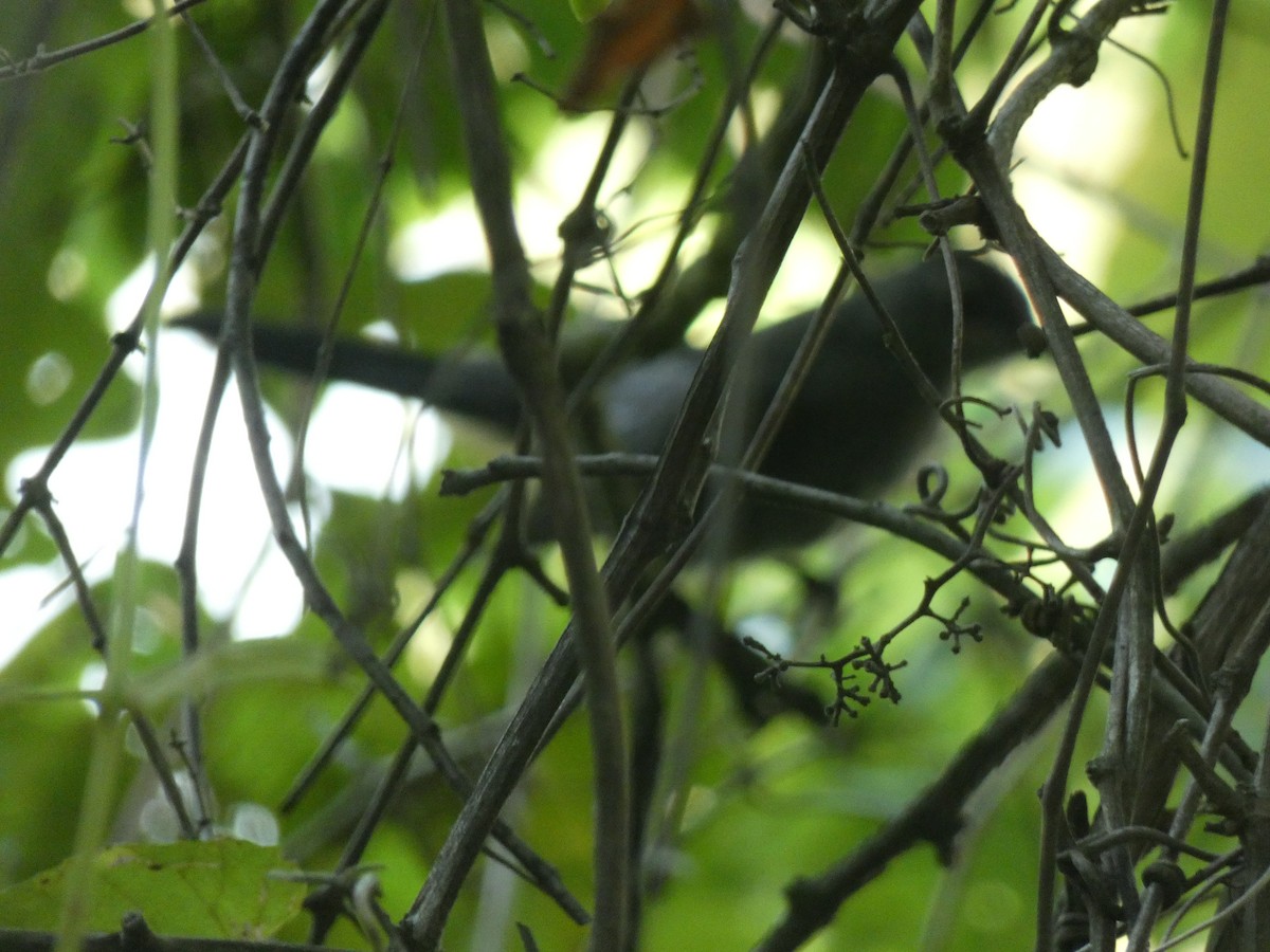 Gray Catbird - ML638773060