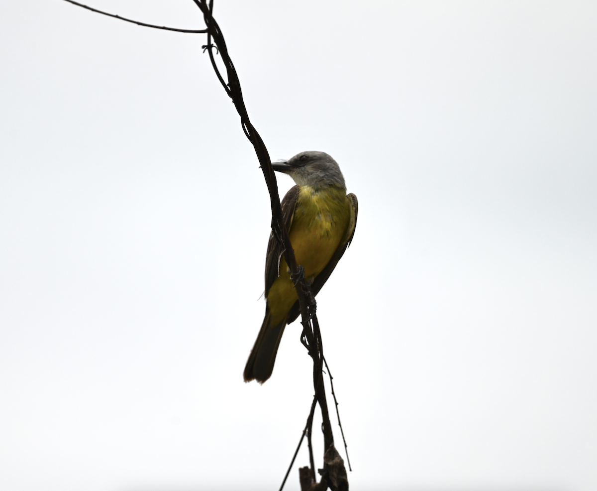 Tropical/Couch's Kingbird - ML638773061