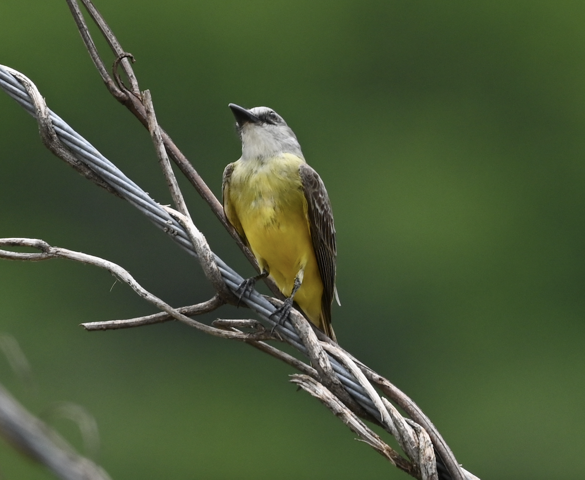 Tropical/Couch's Kingbird - ML638773064