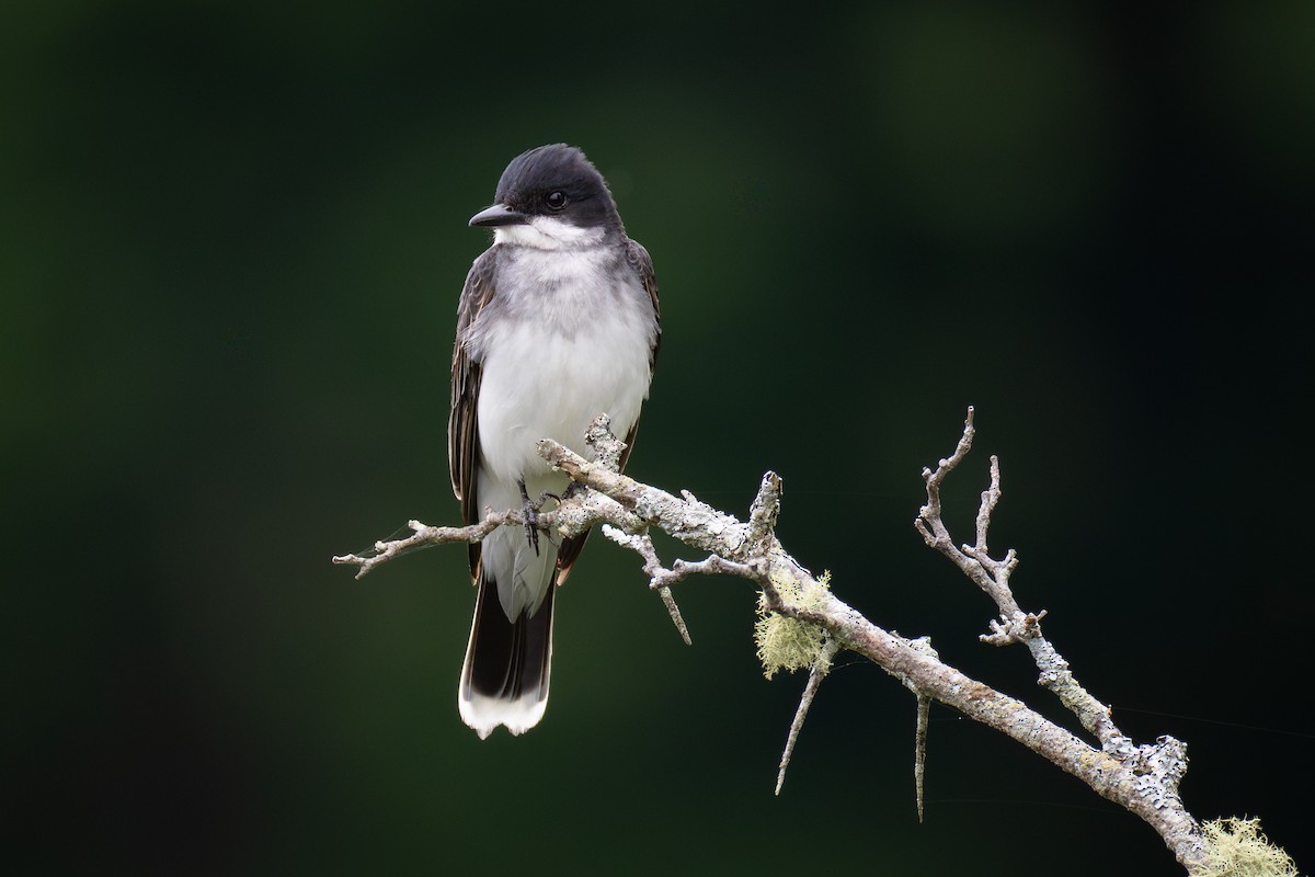 Eastern Kingbird - ML638773070