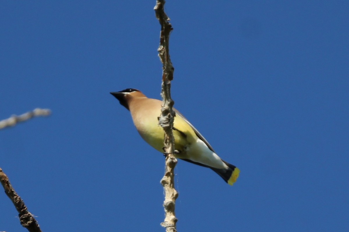 Cedar Waxwing - ML638773075