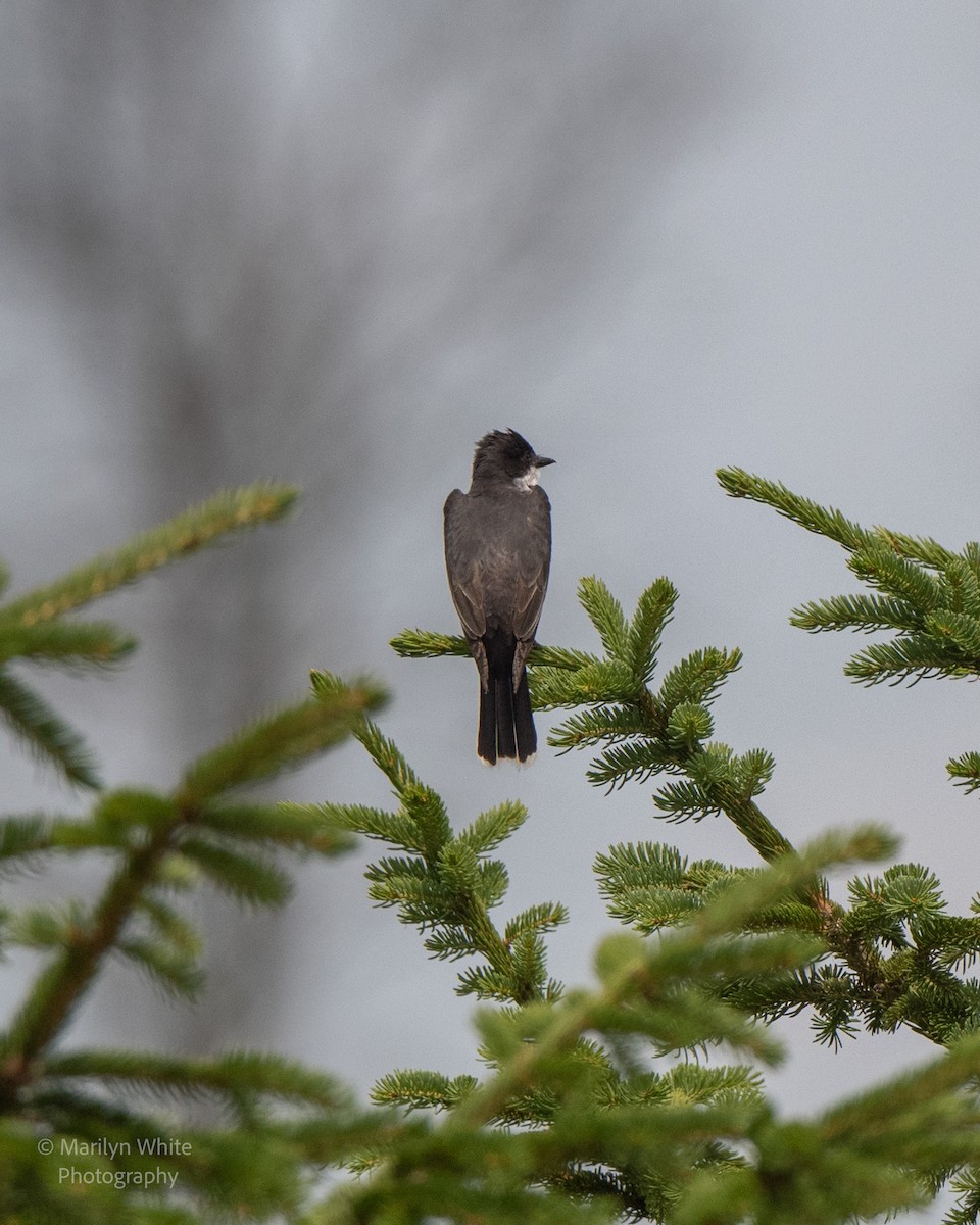 Eastern Kingbird - ML638773077
