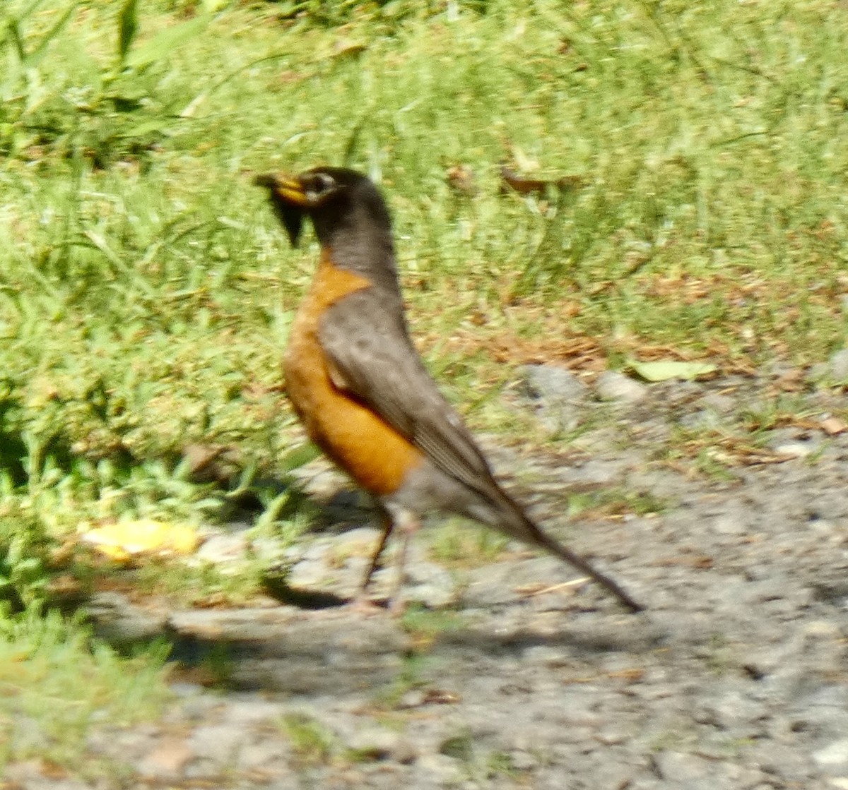 American Robin - ML638773078
