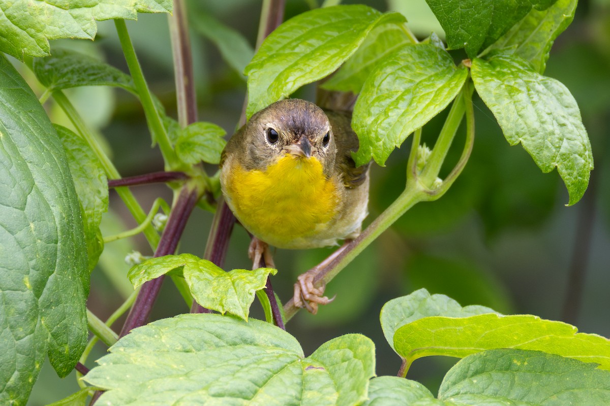 Common Yellowthroat - ML638773081