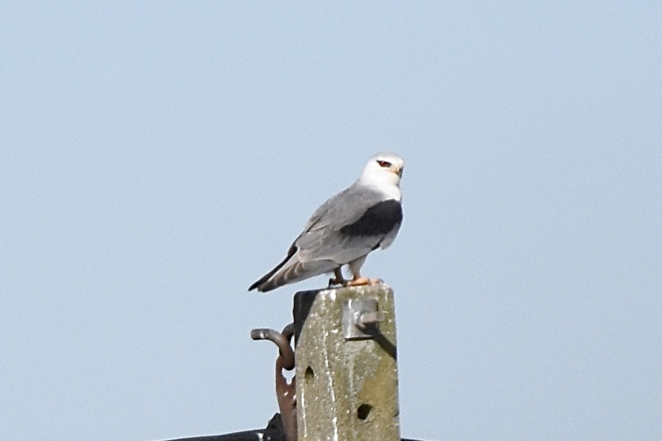 Black-winged Kite - ML638773082