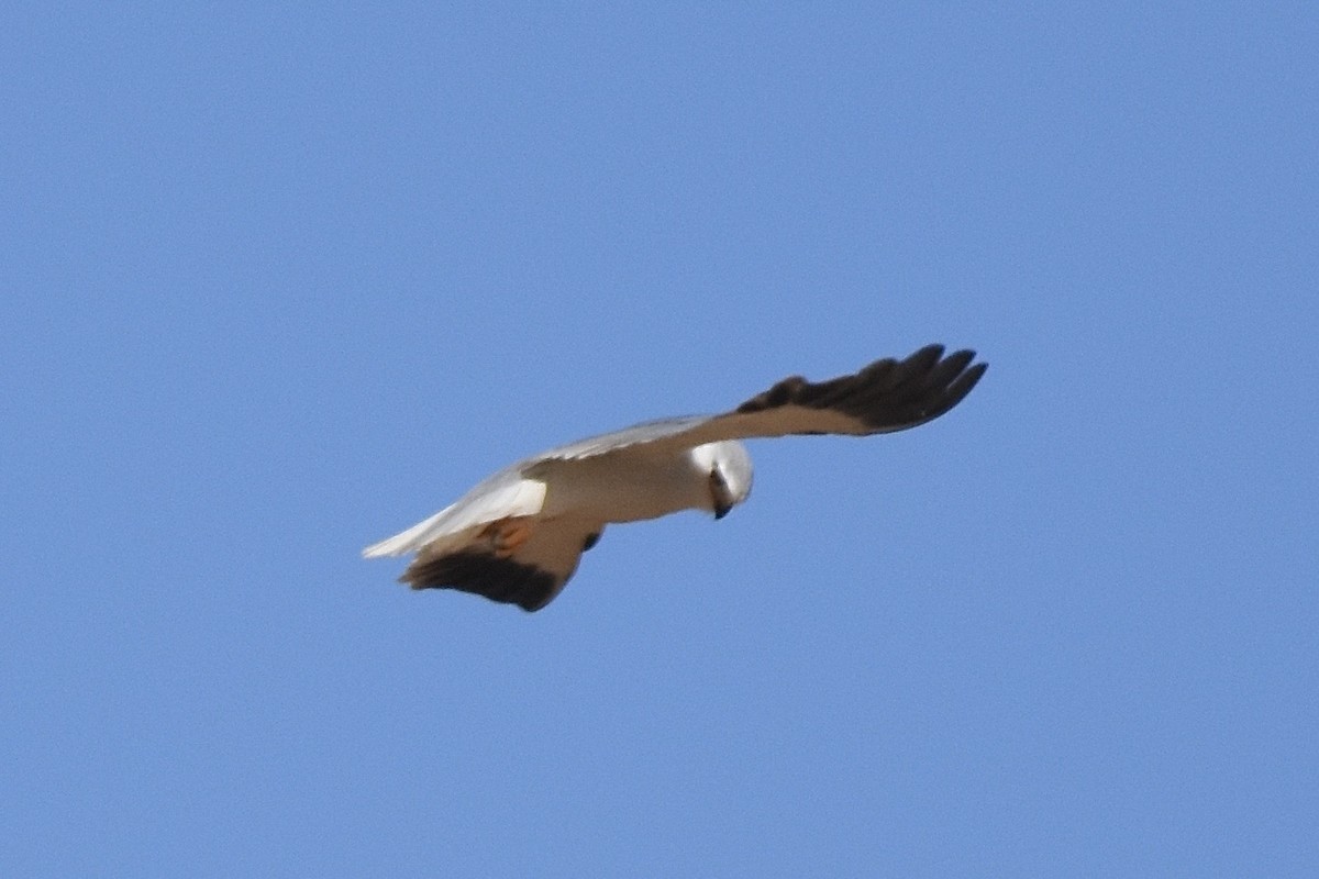 Black-winged Kite - ML638773083
