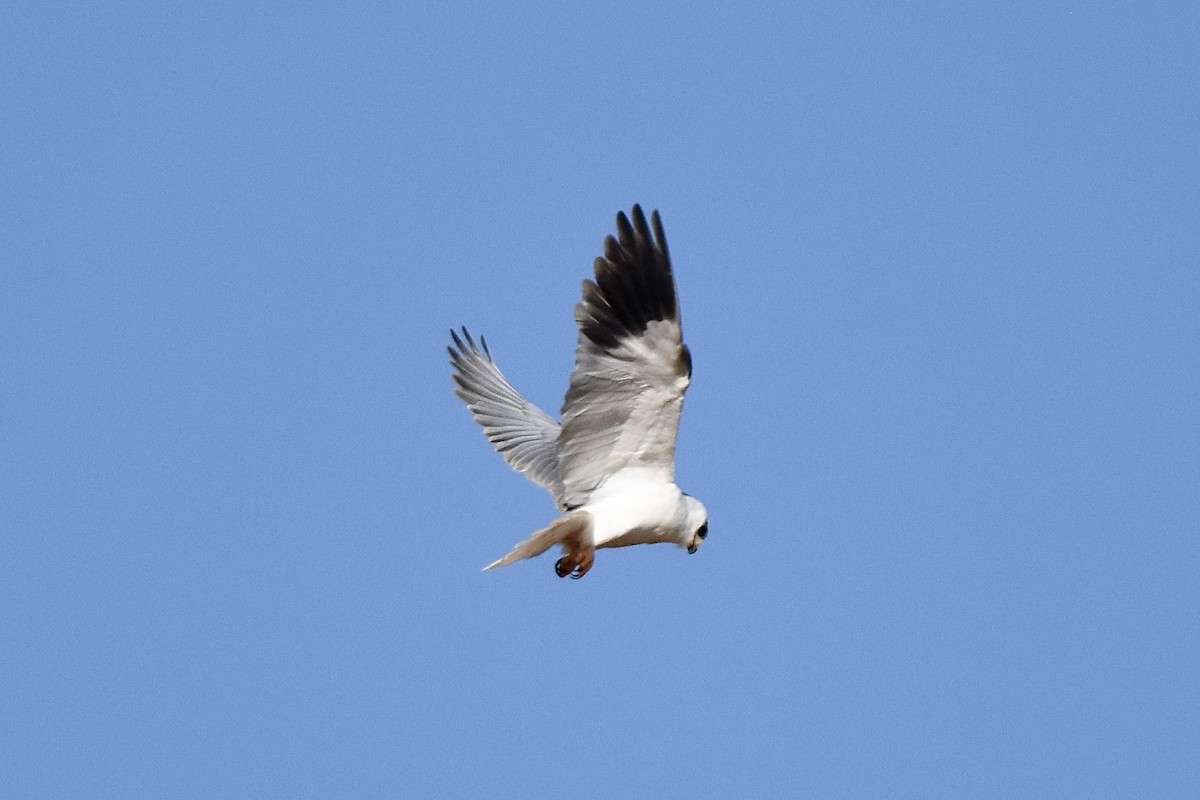 Black-winged Kite - ML638773084
