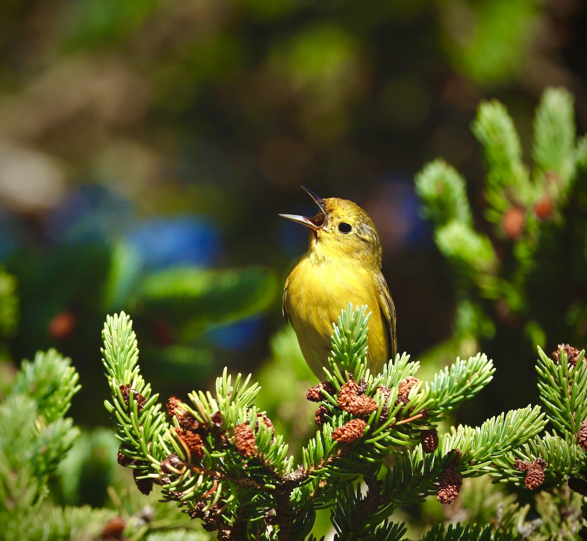 Yellow Warbler - ML638773086