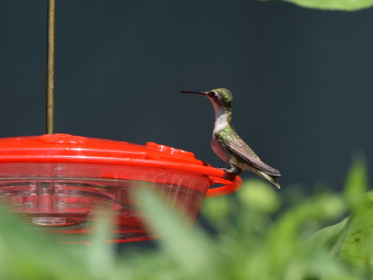 Ruby-throated Hummingbird - ML638773087